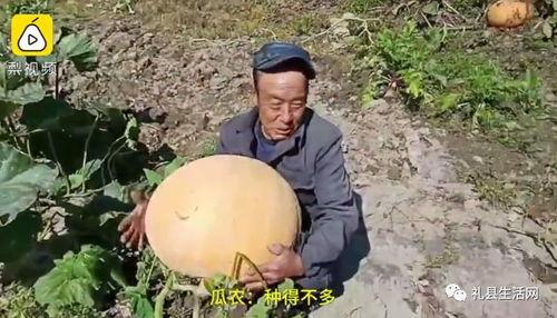 礼县网红吃瓜事件视频,一场网络狂欢背后的真相揭秘