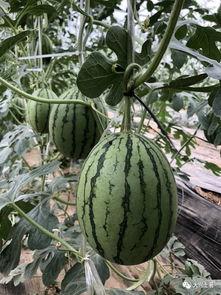 网红吃长瓜,趣味横生引网友热议