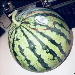 西峡网红吃瓜,揭秘网络红人的幕后故事