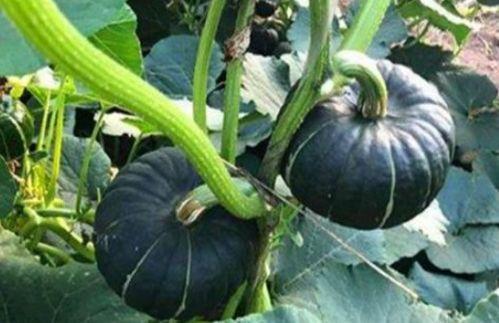 网红吃云南小瓜是真的吗,真相还是炒作？