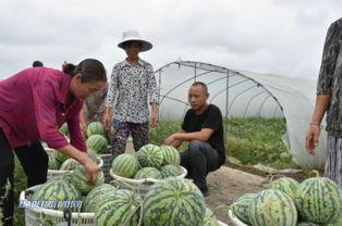 绵阳网红吃瓜事件,揭秘网络舆论背后的真相与争议