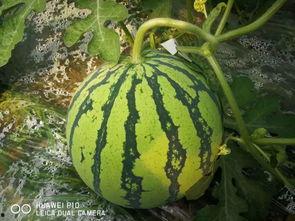 千万网红动感吃瓜