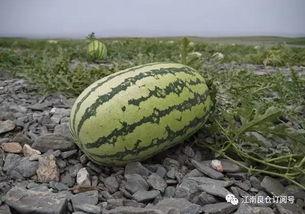 网红界吃瓜,揭秘幕后真相与精彩瞬间