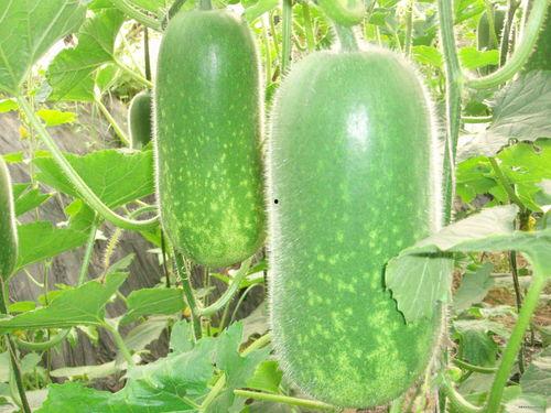 吃瓜网36W.c c,吃瓜网背后的秘密与热点事件追踪