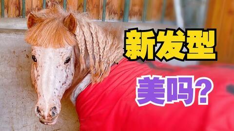 小马漫漫 网红吃瓜