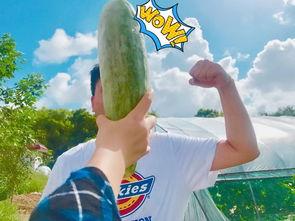 最新吃瓜网红捐款