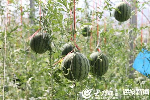 福山网红吃瓜事件视频,揭秘背后真相与网络舆论风暴