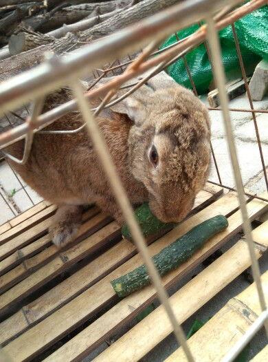 台湾网红小兔子吃瓜视频,揭秘网红幕后生活