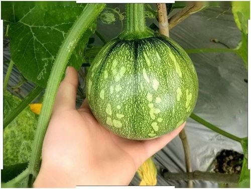 上海网红八卦吃瓜,八卦吃瓜，揭秘幕后故事