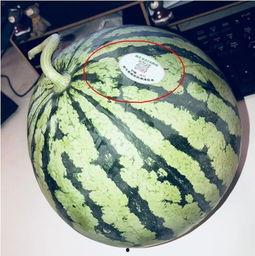 无锡网红吃瓜,揭秘幕后故事与热门话题