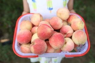 泡泡吃瓜网朝阳,泡泡吃瓜网带你探索都市生活新风向