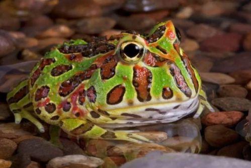 网红青蛙站在路边吃瓜