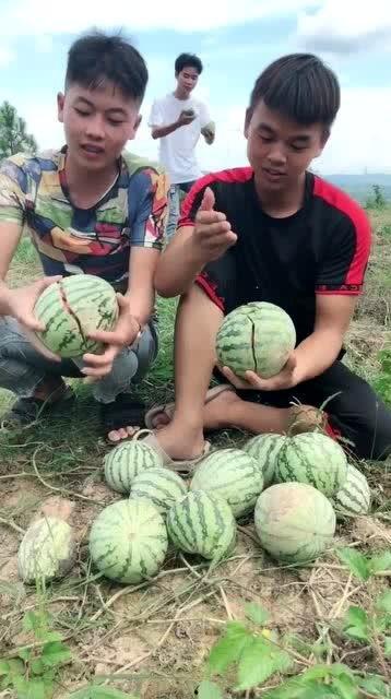 农村姑娘吃网红瓜图片,新鲜体验引发热议