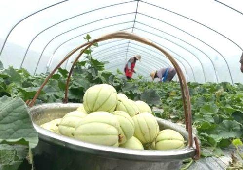 梁山网红景点吃瓜,吃瓜群众的欢乐盛宴