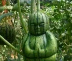 甘南网红吃瓜事件真相,揭秘背后真相与反思