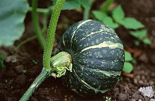 莆田网红吃瓜视频下载,揭秘幕后真相，带你领略网络红人魅力